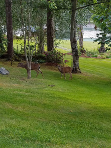 Deer on property