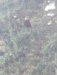 Eagle right off our deck in the fog