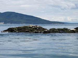 Lots of seals while we were out on the water